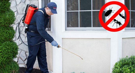 Dazkırı Bit İlaçlama böcek ilaçlama ve haşere kontrolü — ilaclama-tr.com